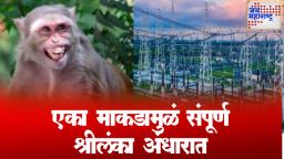 Sri Lanka Nationwide Power Cut : एका माकडामुळे संपूर्ण श्रीलंकेत ‘अंधार’, काय घडलं वाचा