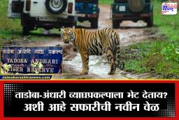 Tadoba Tiger Reserve : ताडोबात उन्हाळ्याची चाहूल! सफारीच्या वेळेत बदल; पर्यटकांना नव्या वेळा नोंदवून घेण्याचे आवाहन