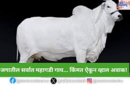 World’s Most Expensive Cow: 40 कोटी रुपयांना विकली गेली ‘ही’ गाय! ठरली जगातील सर्वात महागडी गाय; काय आहे खास? वाचा