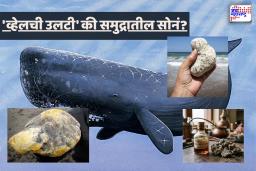 What Is Ambergris: व्हेलची उलटी की समुद्रातील सोने? करोडोंची किंमत असलेल्या ‘ॲम्बरग्रीस’चं रहस्य नेमकं काय?