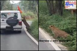 Leopard Attack Viral Video: जंगल सफारीदरम्यान बिबट्याचा अचानक हल्ला; मुलाच्या हातावर गंभीर ओरखडे