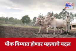 Pik Vima Yojana : पीक विमा योजनेत मोठे बदल, सरकारच्या निर्णयाचा शेतकऱ्यांना काय फायदा?