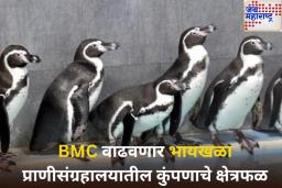 मुंबई प्राणीसंग्रहालयात आता राहणार 40 पेंग्विन; BMC वाढवणार कुंपणाचे क्षेत्रफळ