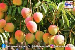 कोकणातील आंबा बागायतदार सुखावले