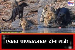 Viral Video: जंगलातील अविस्मरणीय क्षण! काळा बिबट्या आणि बिबट्या एकाच पाणवठ्यावर शांतपणे पाणी पिताना कॅमेऱ्यात कैद; व्हिडिओ तुफान व्हायरल