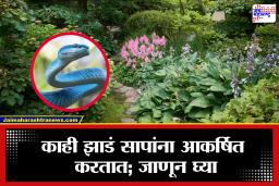 Plants That Attract Snakes: सावधान! घराभोवती ‘ही’ झाडं लावताय? तुम्ही सापांना आमंत्रण देताय; जाणून घ्या