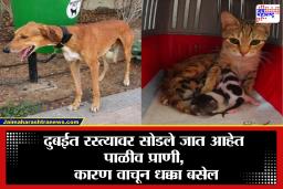 Pet Abandonment Dubai: दुबईत पाळीव प्राण्यांना रस्त्यावर सोडून का पळत आहेत लोक? समोर आलं धक्कादायक कारण