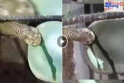 Viral Video : साप चावल्यावर किती विष सोडतो? नेटिझन्स म्हणाले, अरे बापरे.. मग काय वाचेल माणूस!
