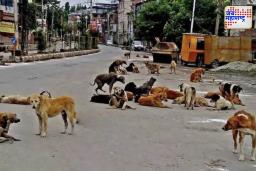 Stray Dogs  Case : भटक्या कुत्र्यांना पकडण्याच्या निर्णयाला आव्हान देणाऱ्या याचिकांवरील निर्णय सर्वोच्च न्यायालयाने ठेवला राखून