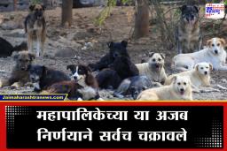 Stray Dogs: आता भटक्या कुत्र्यांनाही बसवणार मायक्रोचिप्स; 35 कोटींच्या योजनेमागचं नेमकं गुपित काय?