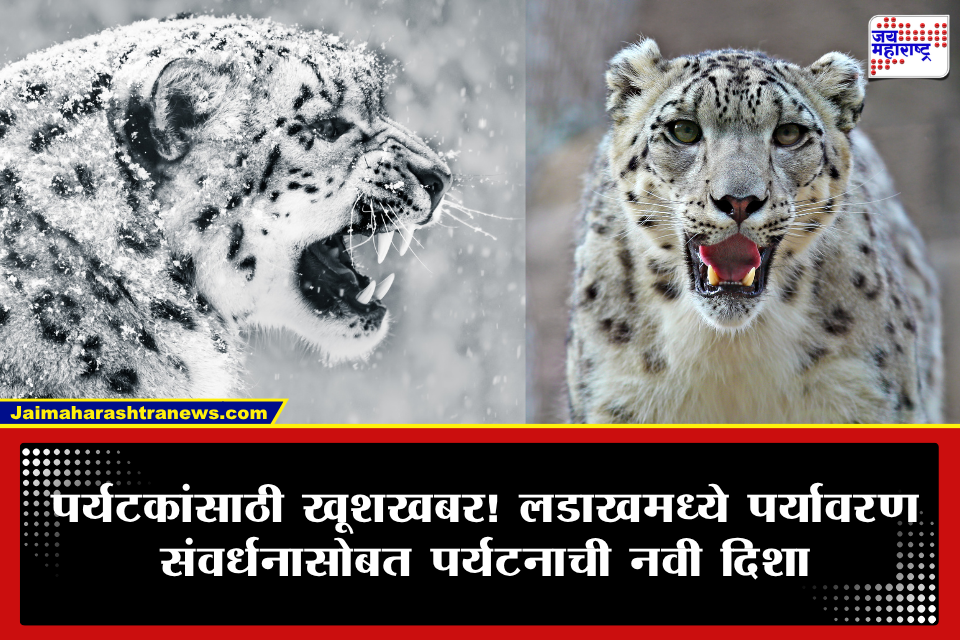 Ladakh Snow Leopard Safari: हिमबिबट्या पाहण्याची मोठी पर्वणी! लडाखमध्ये सुरू होणार भारतातील पहिली उच्च हिमालयीन ‘गाइडेड जीप सफारी’