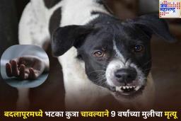 धक्कादायक! बदलापूरमध्ये भटका कुत्र्याचा 9 वर्षांच्या मुलीवर हल्ला, रेबीजमुळे गमवला जीव
