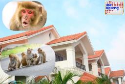Vastu Tips : घरात अचानकपणे माकड येणं शुभ आहे की अशुभ?
