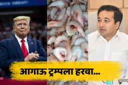 Nitesh Rane on Donald Trump :  डोनाल्ड ट्रम्पच्या निर्णयाचा भारतातील कोळंबीवरही परिणाम ;  नितेश राणे म्हणाले, "कोळंबी खा…"