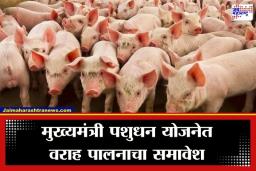 Pig Farming: ग्रामीण तरुणांसाठी मोठी संधी! आता वराह पालनालाही सरकारी पाठबळ; 75 टक्के अनुदानासह व्याजात सवलत जाहीर