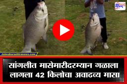 Sangli: सांगलीत हरिपूर संगमावर गळाला लागला तब्बल 42 किलोचा ‘दैत्य’ कटला; महाकाय मासा पाहण्यासाठी नागरिकांची गर्दी