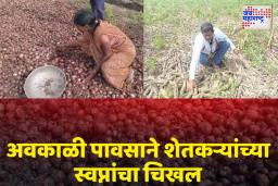 अवकाळी पावसाने मराठवाड्यातील शेतकऱ्यांचे आतोनात नुकसान; सुमारे 680 गावांना अतिवृष्टीचा तडाखा