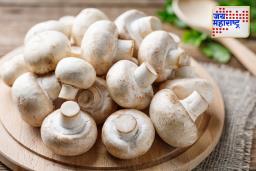 Mushroom Health Benefits: फक्त चवदारच नाही, मशरूम तुमच्या आरोग्यासाठीही आहे सुपरफूड ; जाणून घ्या फायदे