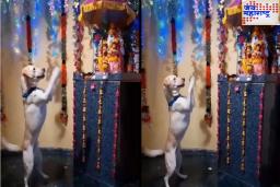Ganpati Bappa च्या मूर्तीसमोर श्वानाने पुढचे पंजे उंचावत केला डान्स; Viral Video पाहून लोक म्हणाले..