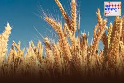 Rabi Crops MSP Hike: मोदी सरकारची शेतकऱ्यांना भेट! गव्हाच्या किमान आधारभूत किमतीत केली ‘एवढी’ वाढ