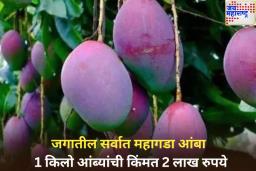 जगातील सर्वात महागड्या ‘मियाझाकी’ आंब्यांनी वेधलं लक्ष! ‘या’ देशातील 1 किलो आंब्यांची किंमत 2 लाख रुपये