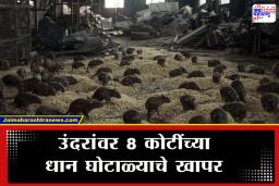 Paddy Scam : बापरे! उंदरांनी खाल्ले 8 कोटींचे तांदूळ? ‘या’ राज्यातील सरकारी गोदामातून 26,000 क्विंटल तांदूळ गायब
