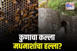 शिवनेरी गडावर मधमाशांचा हल्ला, वनविभागाची चौकशी सुरू