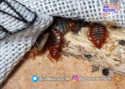 फॅशनच्या राजधानीत ढेकणांचा धुमाकूळ
