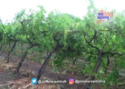 नाशकात अवकाळी, गारपिटीचा फटका