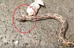 कल्याणमध्ये दोन तोंडाचा विषारी साप आढळला; पाहा व्हिडीओ