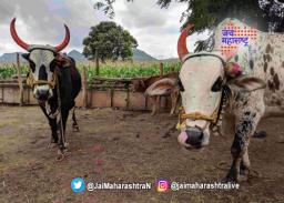 बळीराजाने बैल धुण्यासाठी गाठलं सर्व्हिस सेंटर
