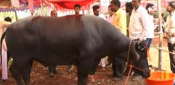 बंदी असतानाही ‘येथे’ झाली रेड्यांची झुंज