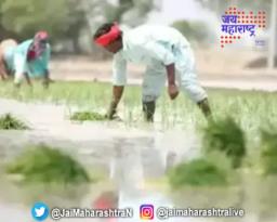 शेतकऱ्यांचे पीक विम्याचे अर्ज ठरविले अपात्र