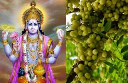 6 मार्च रोजी आमलकी एकादशी, कसे करावे या एकादशीचे व्रत?