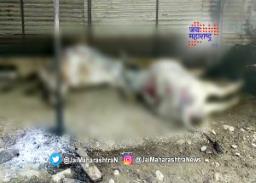 गोठ्याला आग लागल्याने जनावरांचा होरपळून मृत्यू