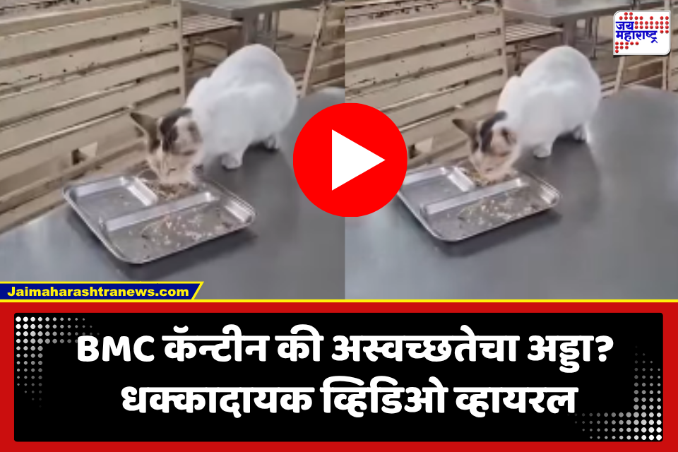 ताकात माशी, भजीत प्लास्टिक अन् आता कॅन्टीनमध्ये मांजरांचा वावर! BMC कॅन्टीनमधील अस्वच्छतेचा आणखी एक धक्कादायक Video Viral