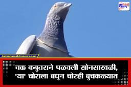 Pigeon with Gold Chain : आगळीवेगळी चोरी! चोराने नाही, तर चक्क कबुतराने पळवली लाखमोलाची सोनसाखळी; लोक पाहातच राहिले.. मग..