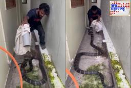Snake VIDEO : अरे देवा! घरातून 10 फूट लांबीचा नाग बाहेर आला; माणसासारखा उभा राहिला! बघा थरारक व्हिडिओ