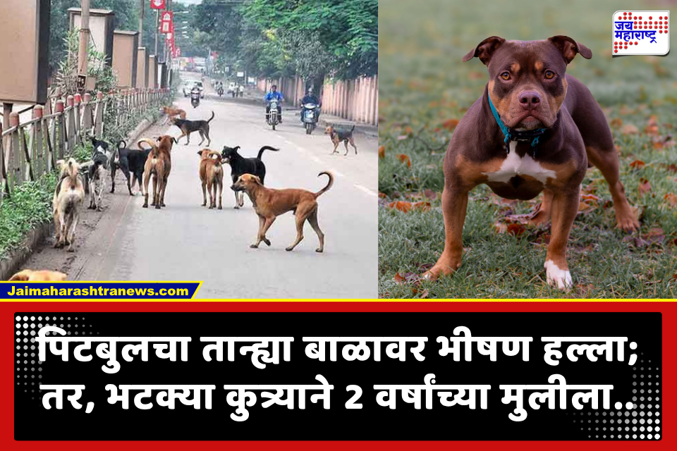 Dog Attack: पिटबुलचा 6 महिन्यांच्या बाळावर प्राणघातक हल्ला, तर दुसऱ्या घटनेत भटक्या कुत्र्याने 2 वर्षांच्या चिमुरडीला घरातून ओढत नेऊन…