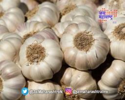 यंदाही लसणाची फोडणी महागच