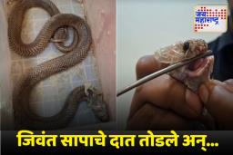 Latur: लातूरमध्ये तुटलेले दात असलेला जिवंत साप सापडला; नेमकं प्रकरण काय?