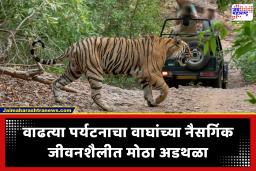 Tiger Tourism Stress : वाढत्या पर्यटनाचा वाघांना विळखा? वाघिणींच्या प्रजनन क्षमतेवर होतोय ‘असा’ परिणाम
