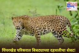 वन विभागाची मोठी कारवाई! शिरूरमध्ये 20 दिवसांपासून दहशत माजवणारा नरभक्षक बिबट्या ठार