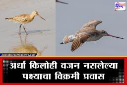 Bird Migration : हा निसर्गाचाच चमत्कार! चिमुकला पक्षी सलग 11 दिवस हवेत उडत राहिला; पाणीही न पिता पार केले 13,500 किमीचे अंतर