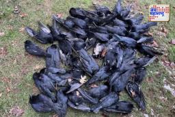 सोलापुरात 22 कावळ्यांचा संशयास्पद मृत्यू – बर्ड फ्लू की उष्णतेचा फटका?”