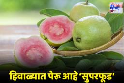 Winter Skincare: हिवाळ्यात त्वचा कोरडी झालीये? रोज पेरू खा आणि चेहऱ्यावर आणा नैसर्गिक ग्लो