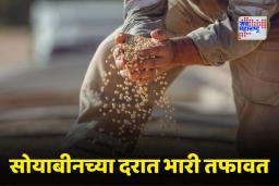 Soybean Rates Today: सोयाबीन मार्केटमध्ये धडाकेबाज उलथापालथ! महाराष्ट्रात दरतफावतीची मोठी नोंद