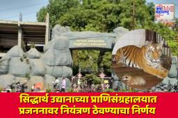 संवर्धनाऐवजी नियंत्रण? वाघांच्या वाढीवर बंदी; नेमका प्रकार काय जाणून घ्या
