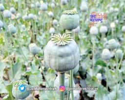 अफूच्या शेतीवर पोलिसांचे छापे