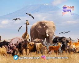 दीड वर्षात ३२०० पाळीव प्राण्यांचा विमान प्रवास